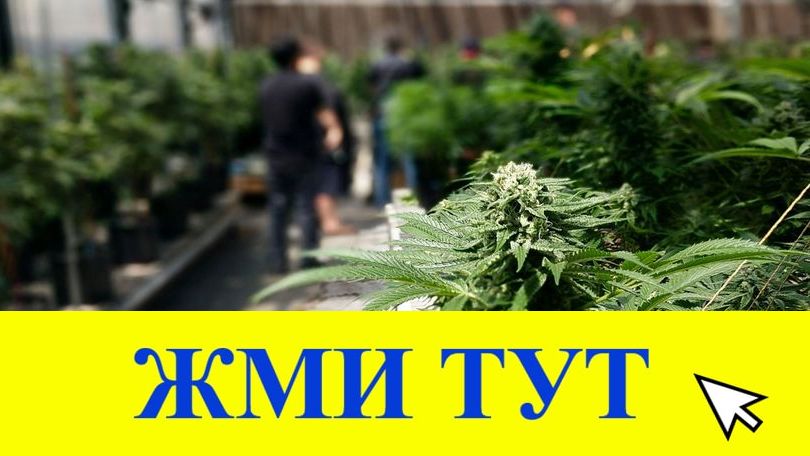 Купить наркотики в Судогде